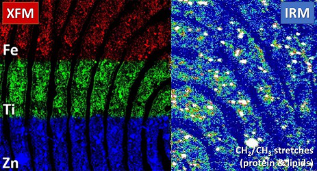 Virtual XFM & IRM Microscopy Workshop at the Australian Synchrotron