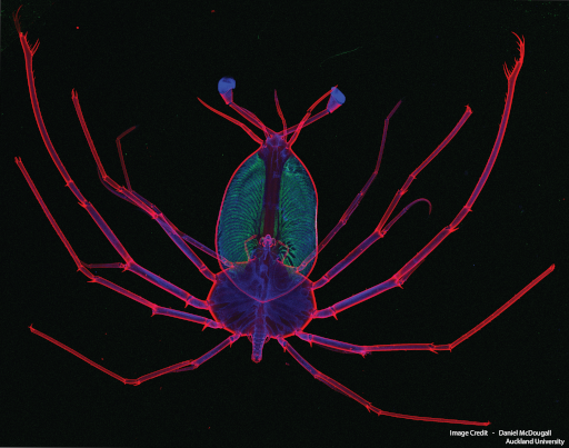 Australian Synchrotron Microscopy Workshop 2023: Data Analysis. A virtual 2-day event.