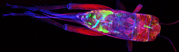 Australian Synchrotron Microscopy Beamlines Workshop 2024: A virtual 2-day event.